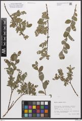 Foto von Salix caesia Vill.